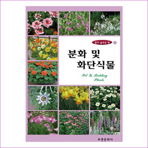 분화 및 화단식물(개정판)(꽃이 숨쉬는 책 4)